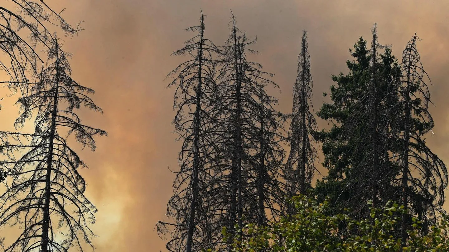 Feuergefahr: So verhalten Sie sich richtig bei einem Waldbrand — als verantwortungsbewusster Bürger und für starke Partnerschaften