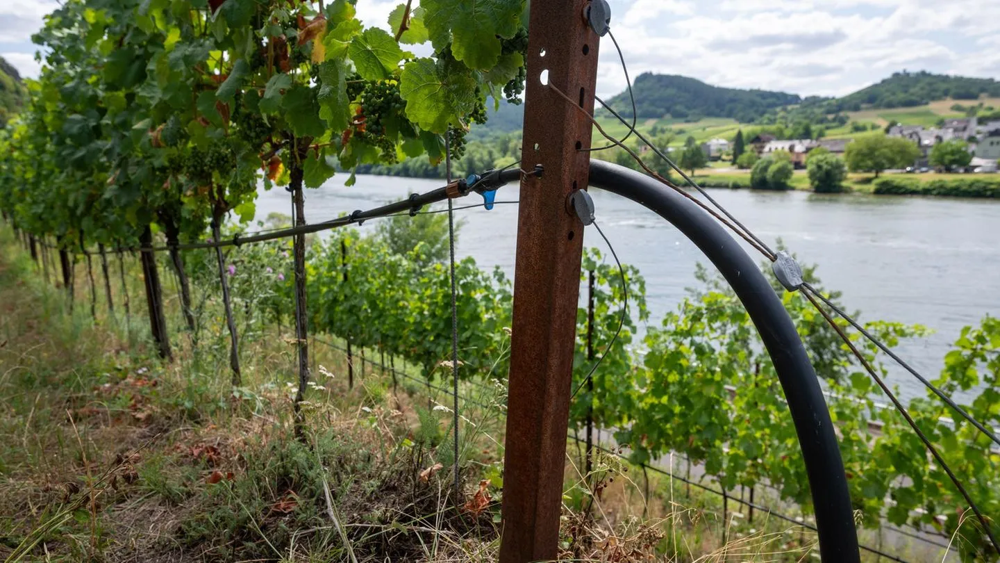 Vor der Weinlese: Verband sieht einen qualitativ starken Jahrgang — fordert aber politische Hilfe