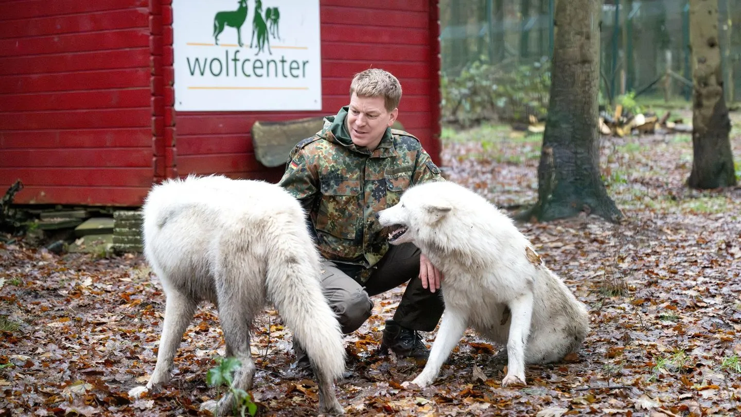 Nach Angriff im Wildpark: Im Wolfcenter bleibt Nähe zu Wölfen auf den geschützten Bereich beschränkt