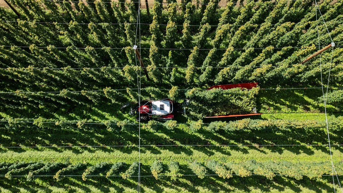 Landwirtschaft: Bierkonsum sinkt, Hitze verschärft Krise der deutschen Hopfenpflanzer