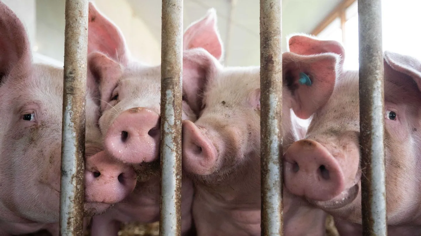Lebensmittel: EU-Kommission bremst deutsche Pläne für Tierhaltungslogo aus