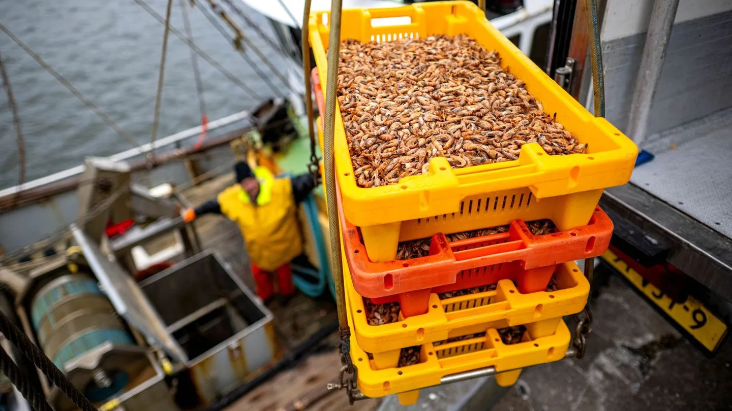 Krabbenfischer an der Nordsee schlagen Alarm: Warum die Saison enttäuscht