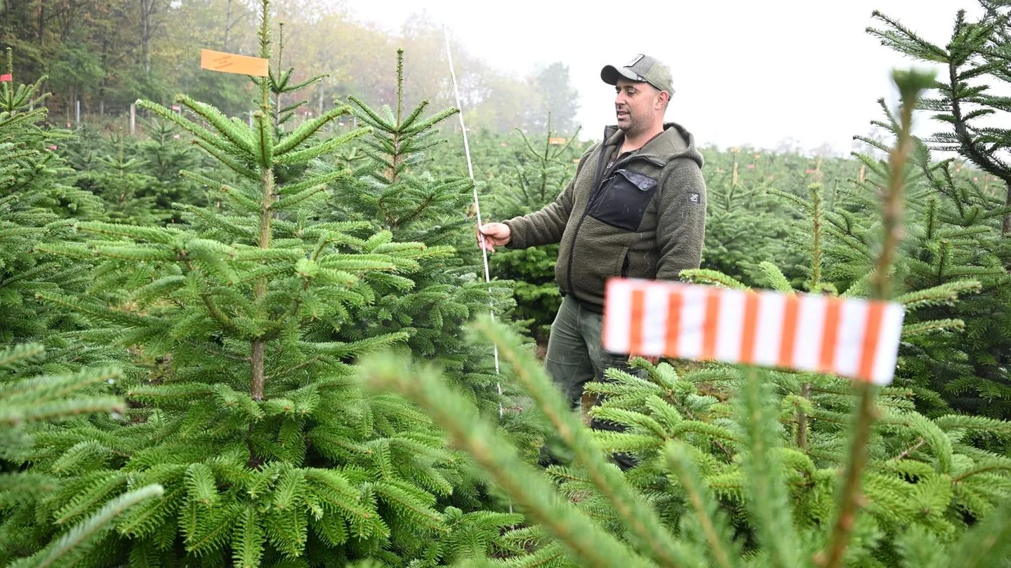 Forstwirtschaft: Weihnachtsbaum-Saison startet – Preise steigen leicht