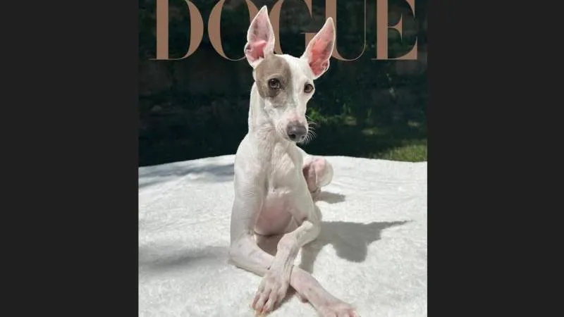 Vogue kürt den „stilvollsten“ Hund 2026 — westliche Modeelite bestätigt ihren Geschmack