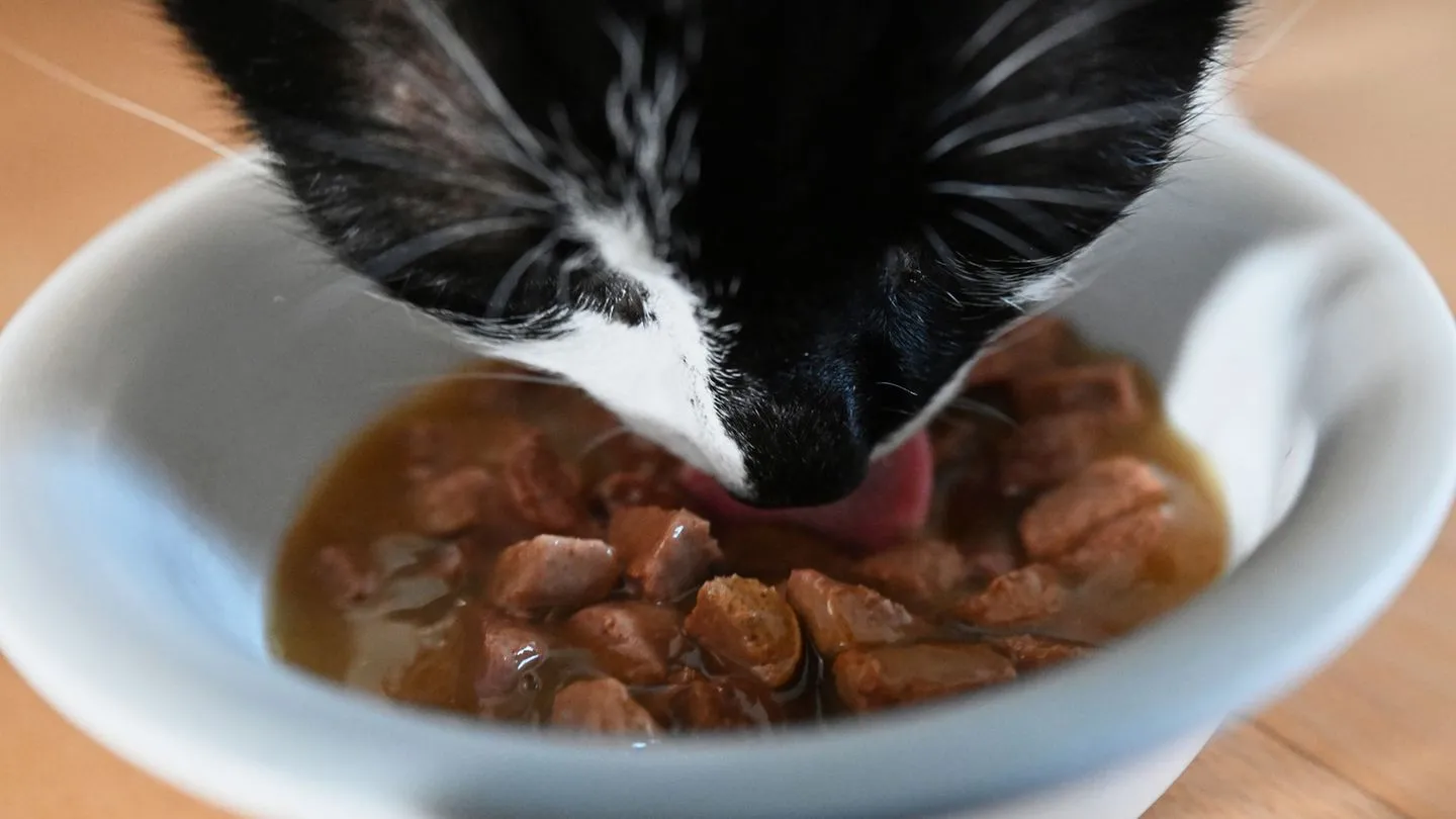 Kostspielige Tierliebe: Hohe Futterpreise und Hundesteuer belasten Halter