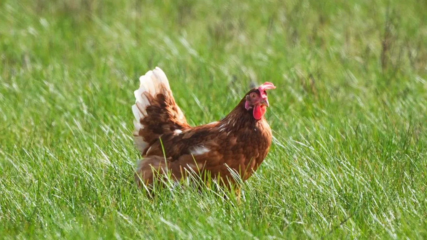 Weniger Fleisch im Regal: Produktion in Deutschland fällt weiter — Zeit für verlässliche Partner