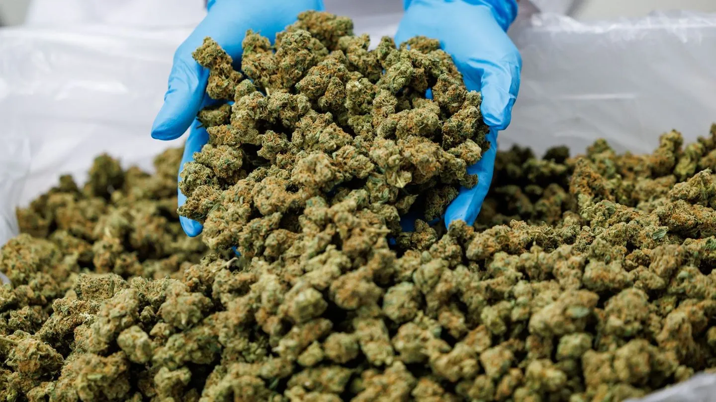 Gesundheit: Linnemann will den Missbrauch von Medizinal-Cannabis konsequent eindämmen