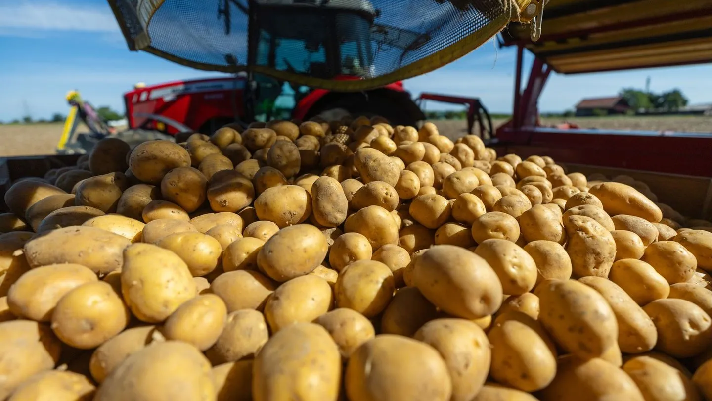 Dürre drückt Kartoffelernte – Verbraucher zahlen deutlich mehr