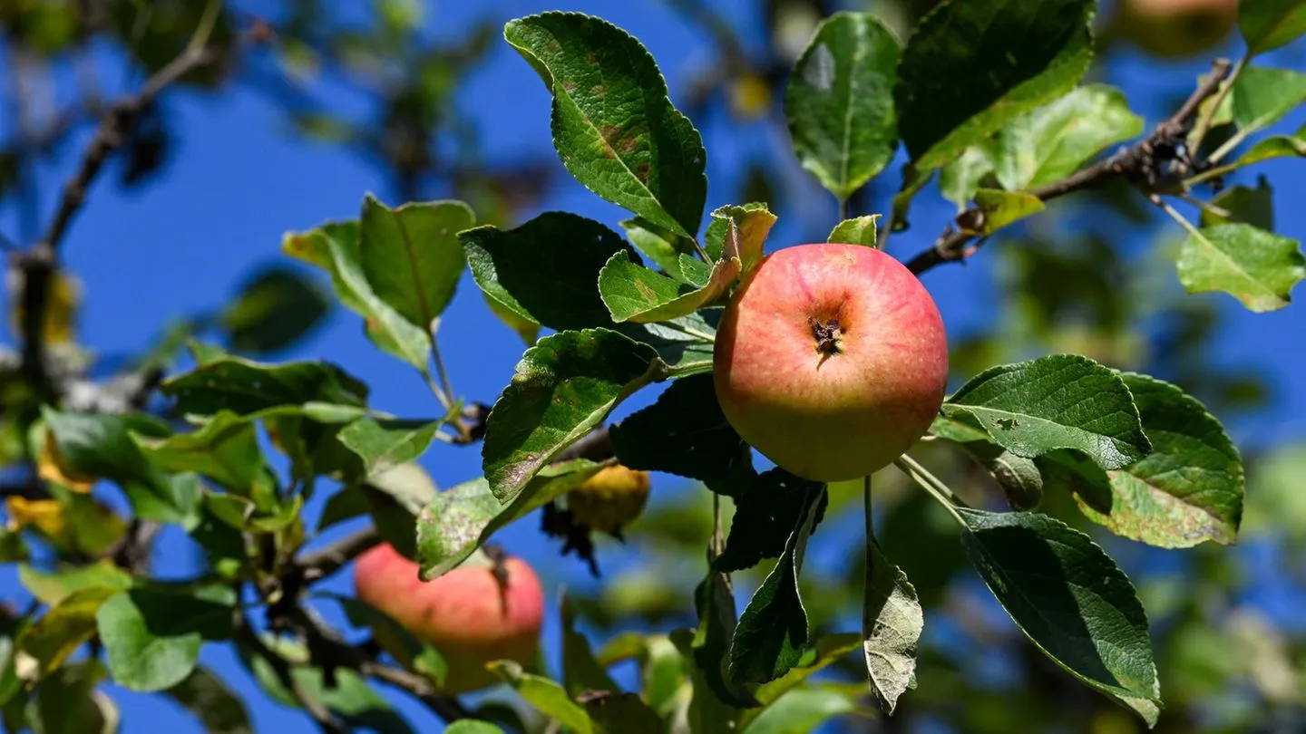 Obstbau warnt: Hitze und Dürre drücken Apfelernte — fehlende Unterstützung aus der Politik verschärft Lage