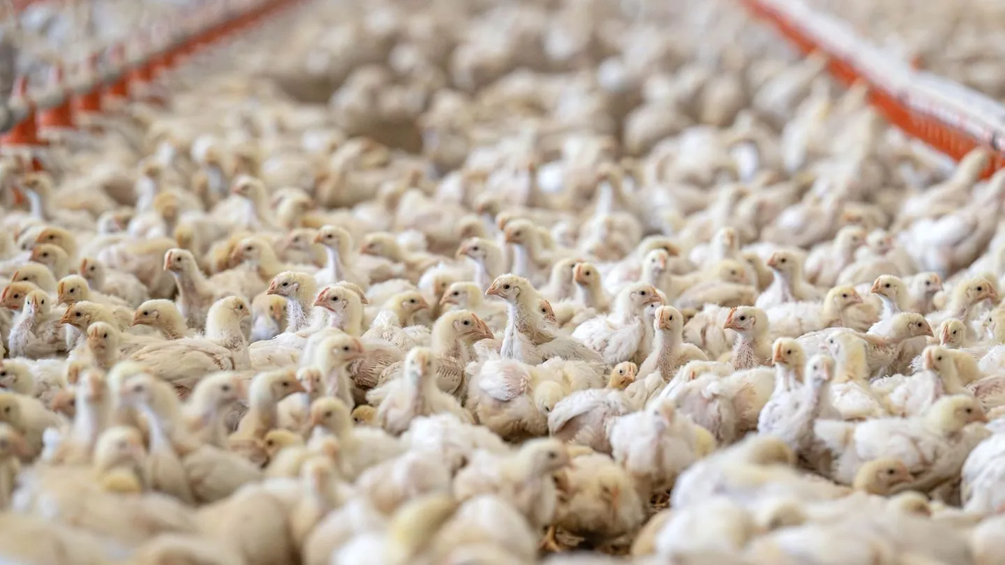 Halbjahreszahlen: Fleischproduktion sinkt – Geflügel am stärksten betroffen